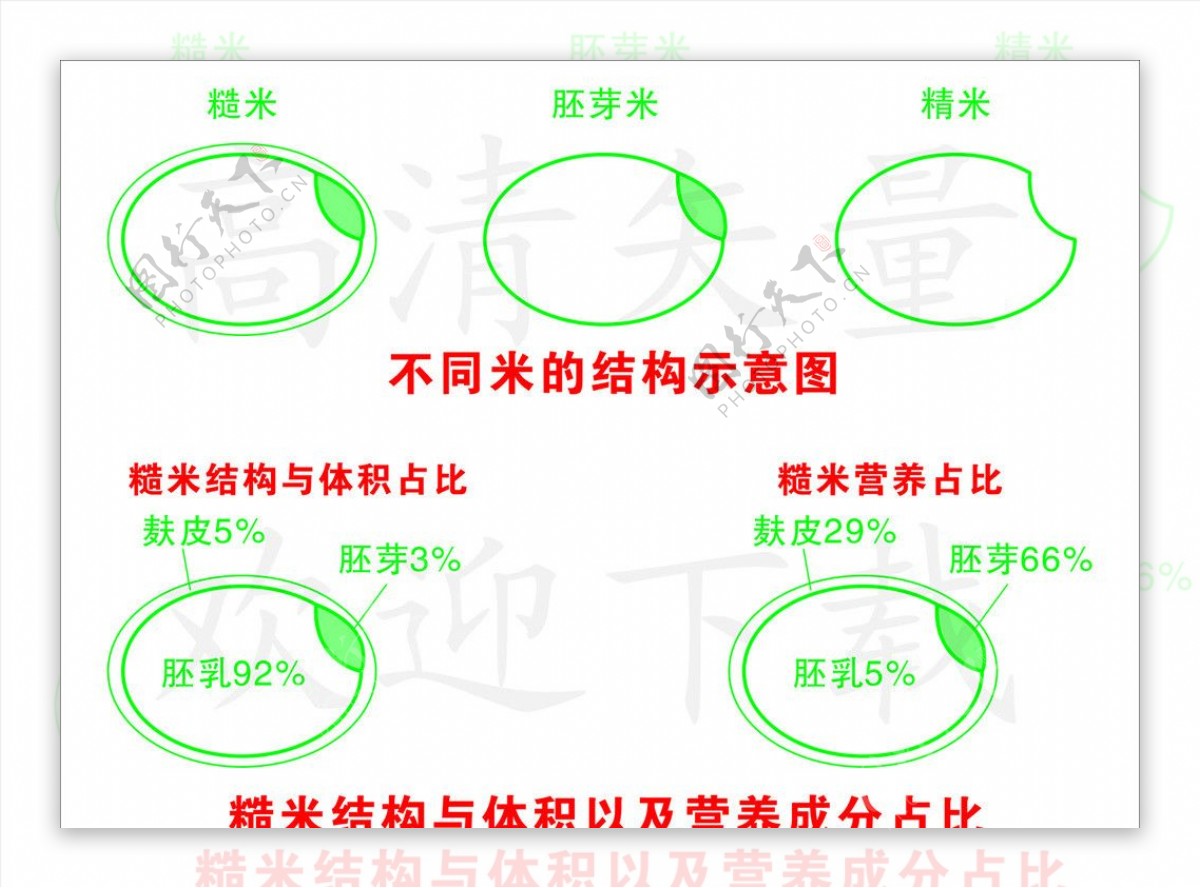 糙米结构图图片