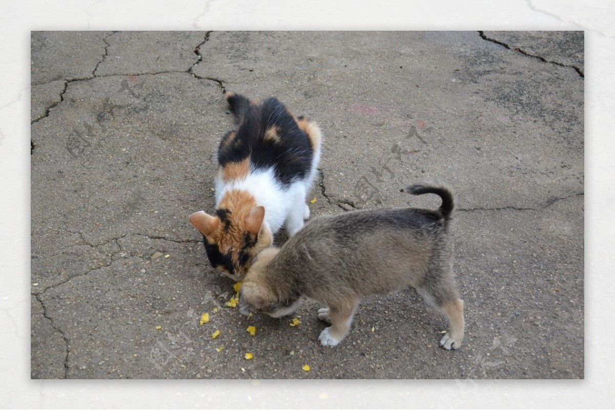 猫狗共餐图片