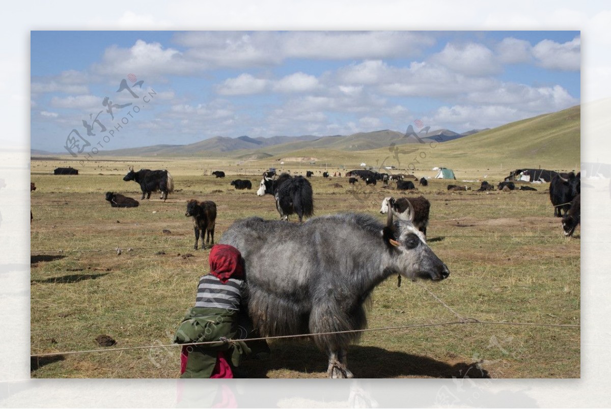 舌尖上的青藏高原-藏乡人有机牦牛奶 - 知乎