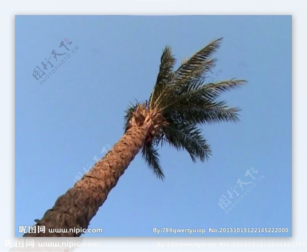 动态风吹椰树视频素材
