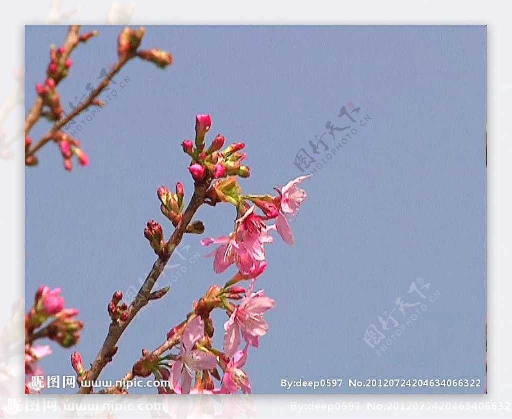 桃枝花