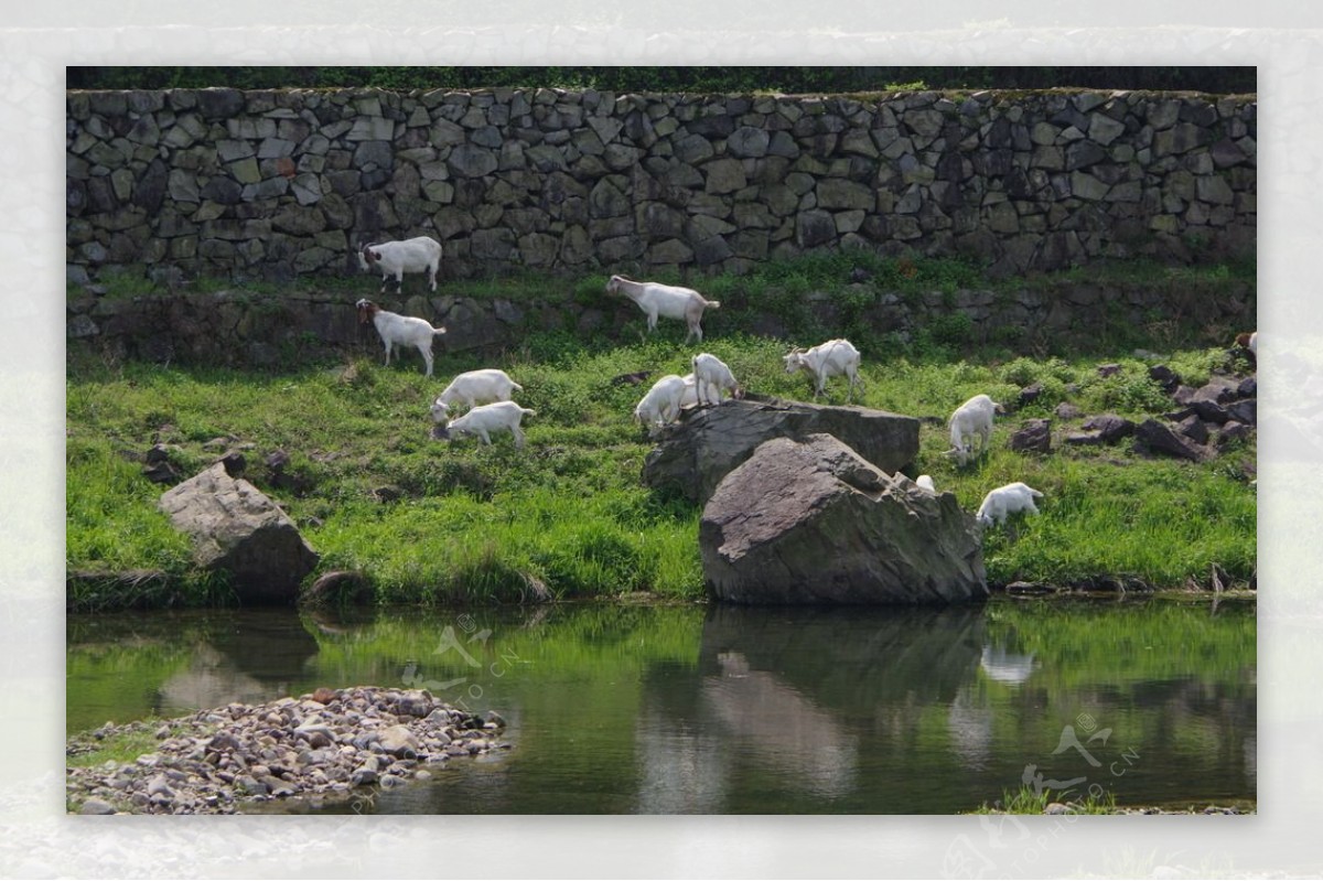 河边的羊群图片