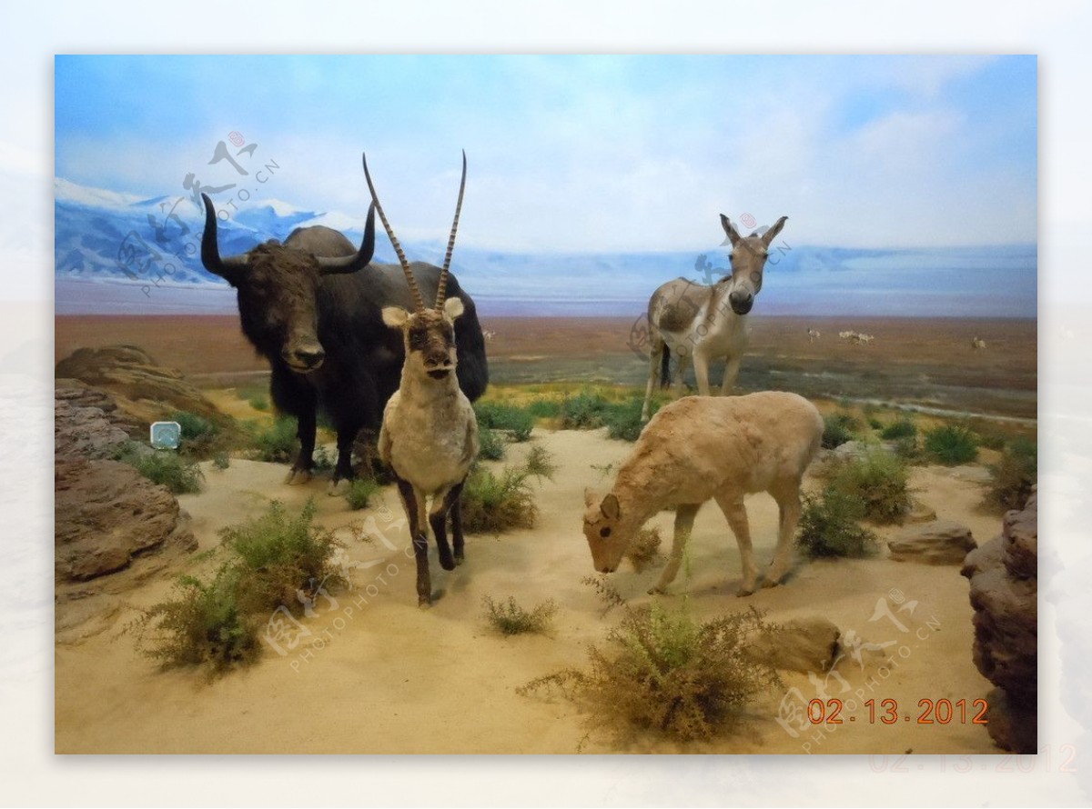 羚羊牦牛驴子图片