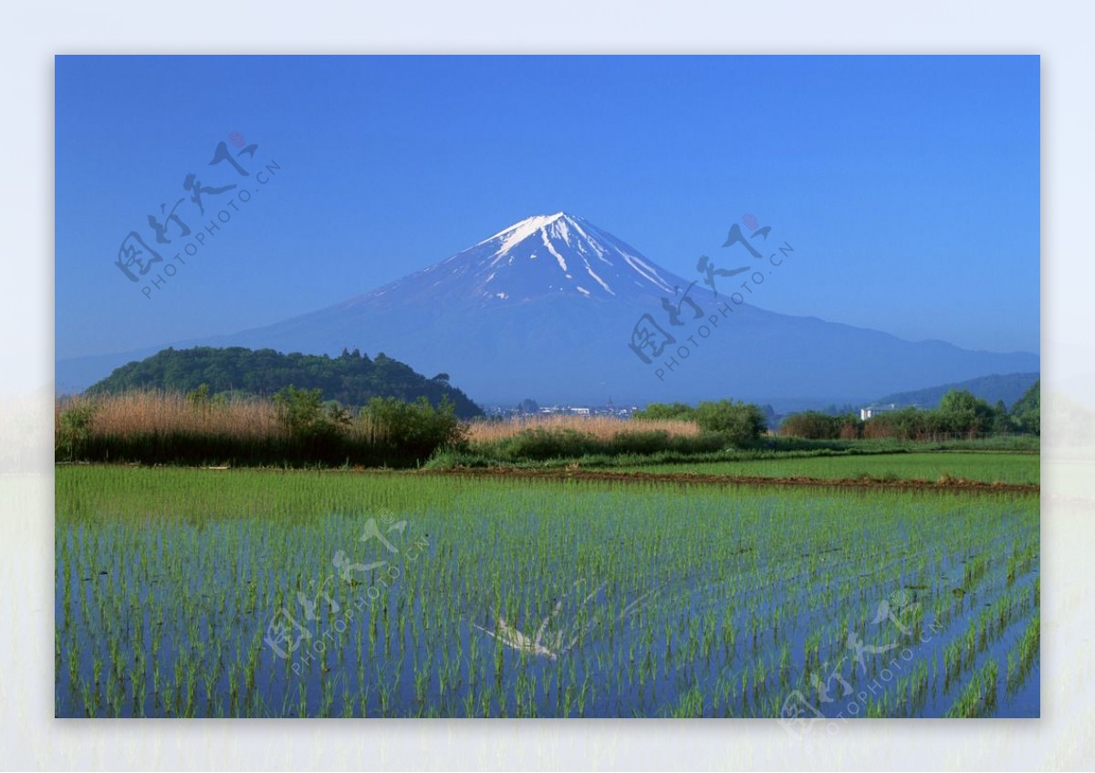 日本稻田图片