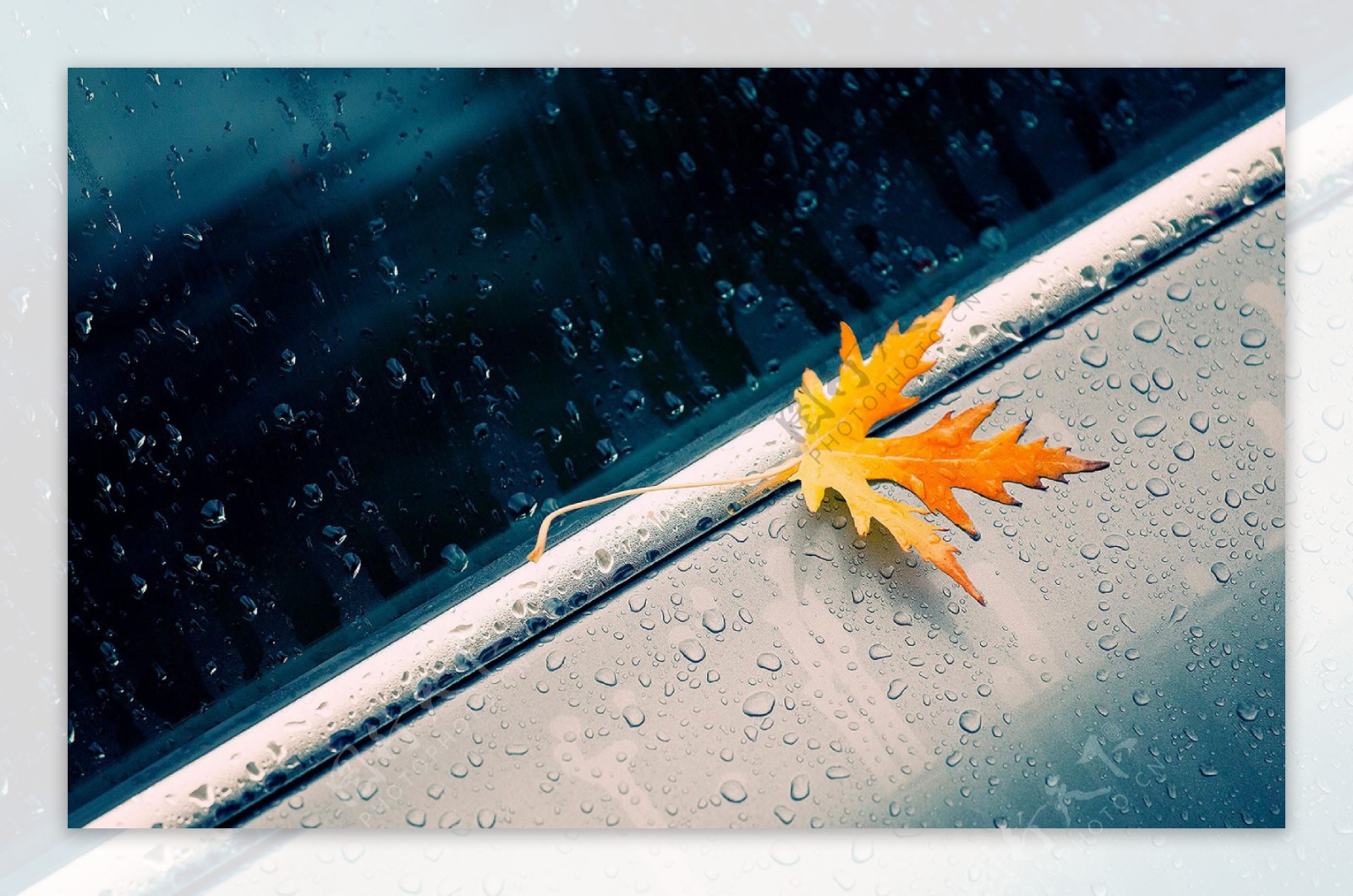 唯美雨中落叶图片