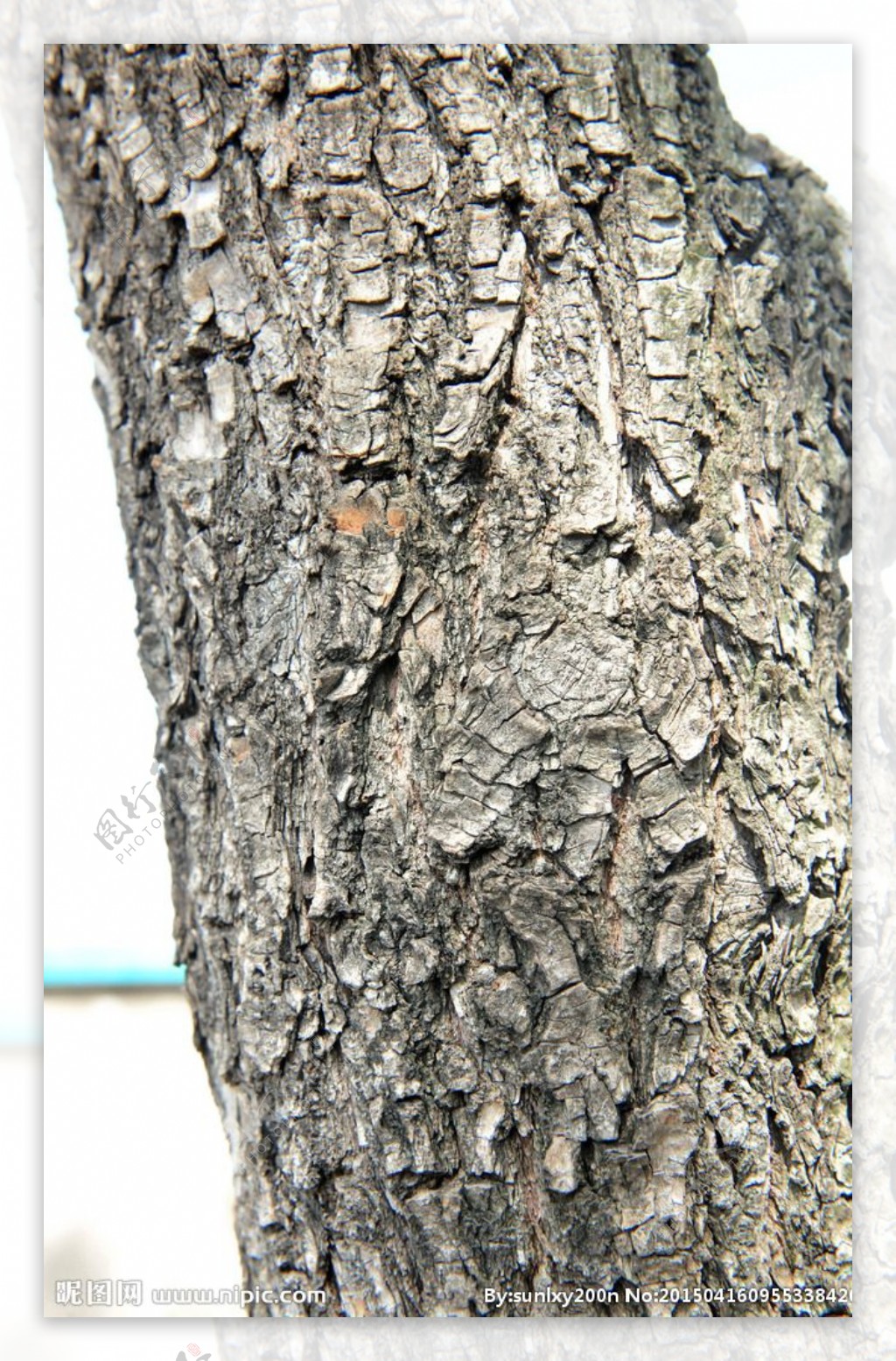 树皮材质图片