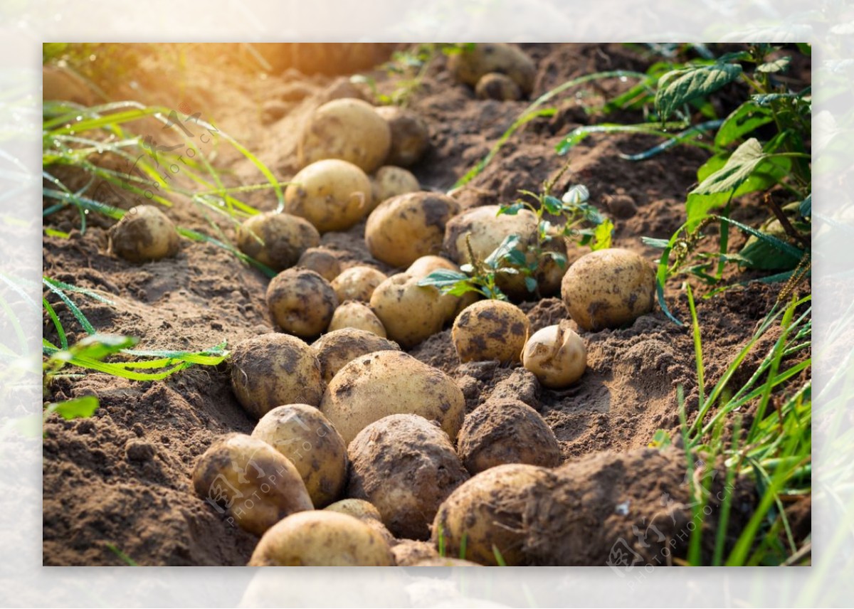 农田里的土豆图片