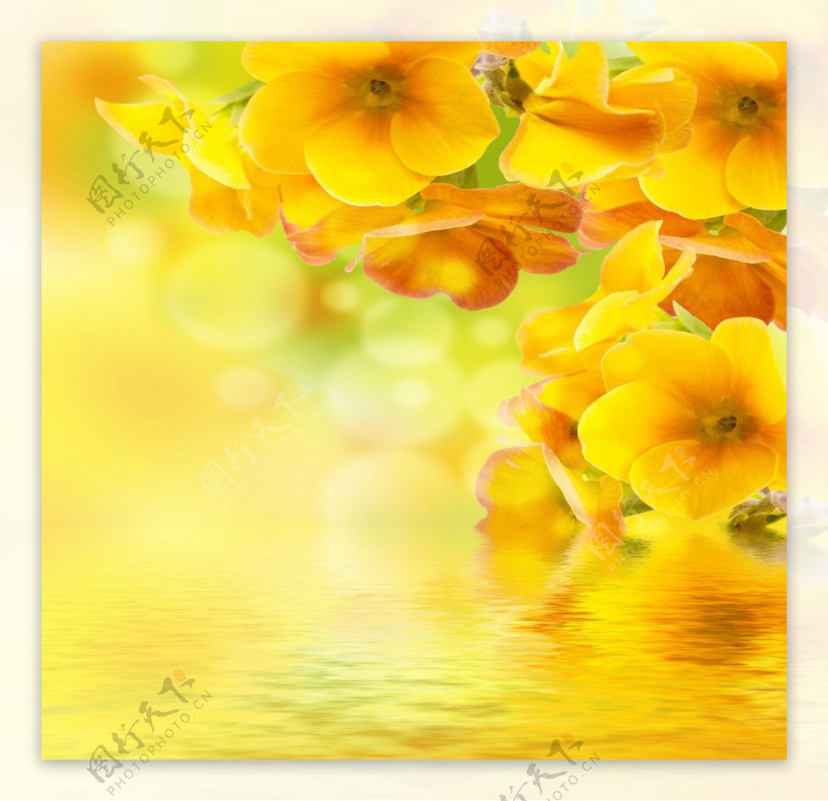 唯美黄色花朵图片
