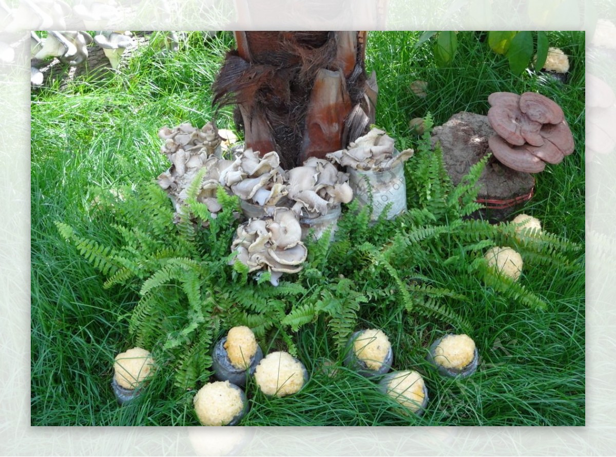 蘑菇图片素材-编号13889697-图行天下