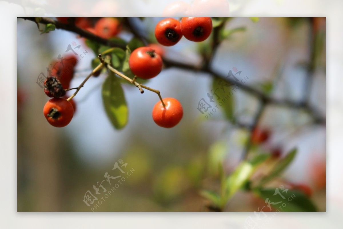红野果子图片