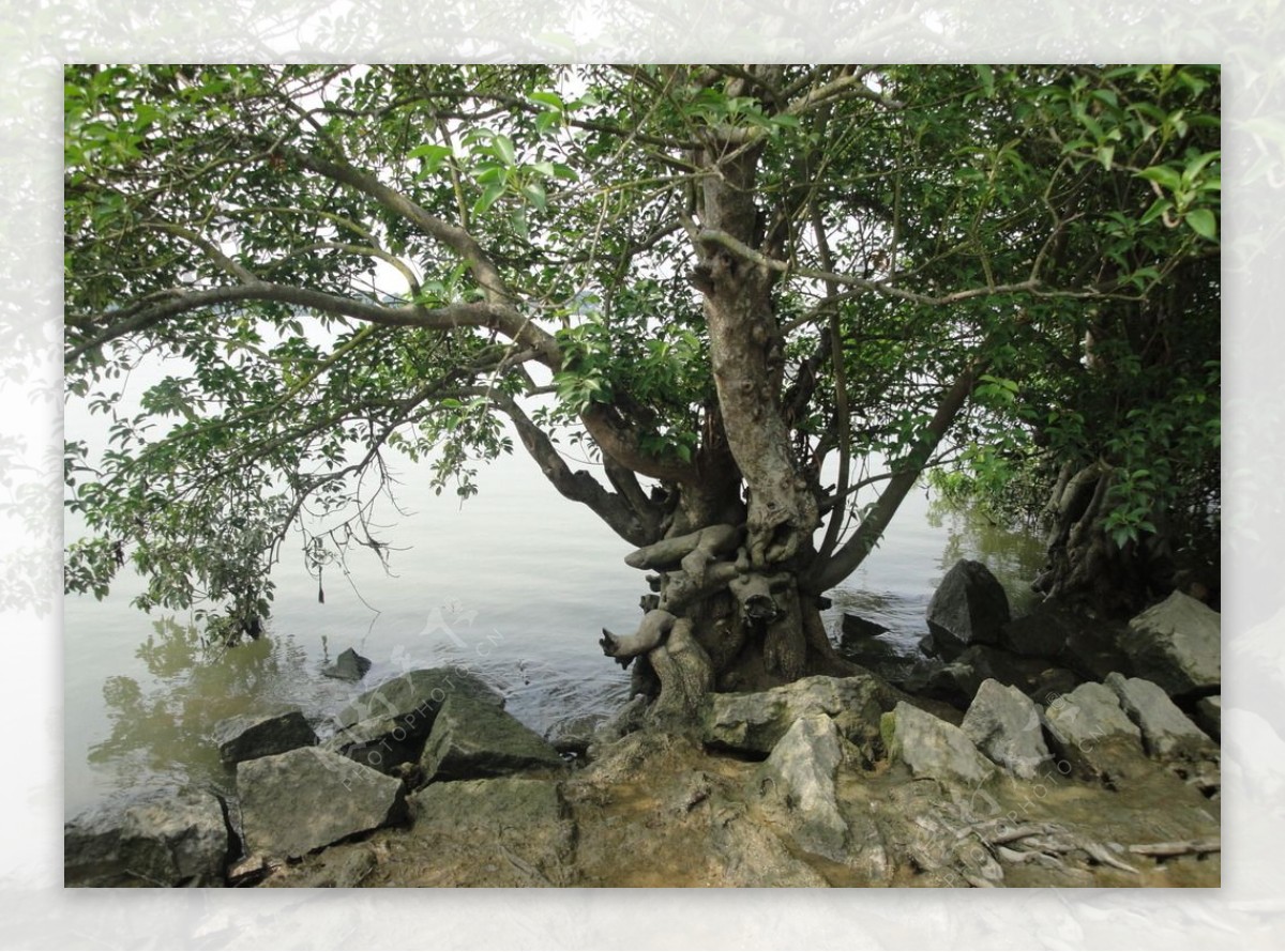 榕江里的珍稀树木图片
