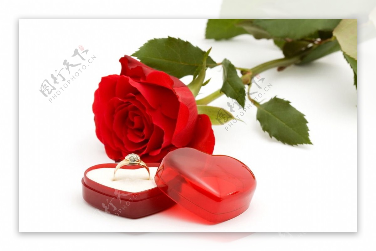 结婚戒指与红玫瑰图片