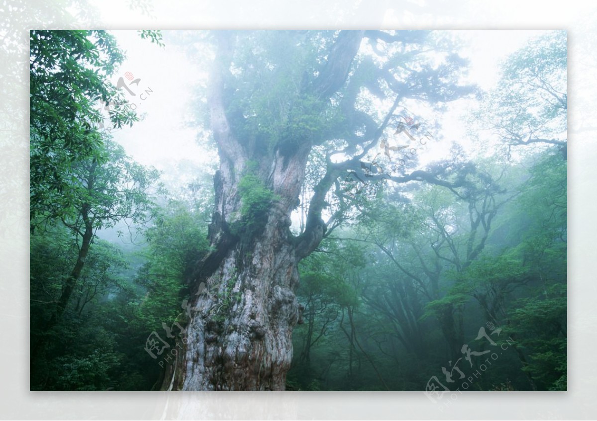 树根树林雾景图片