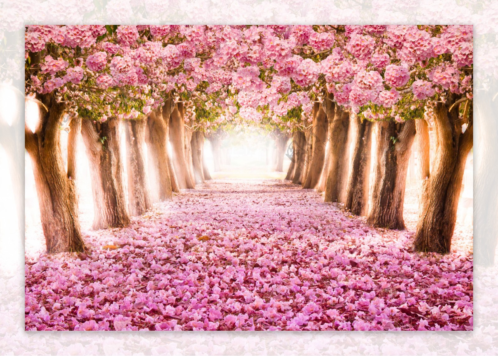 感受落英缤纷的美好 日本樱花季的粉色回忆__凤凰网
