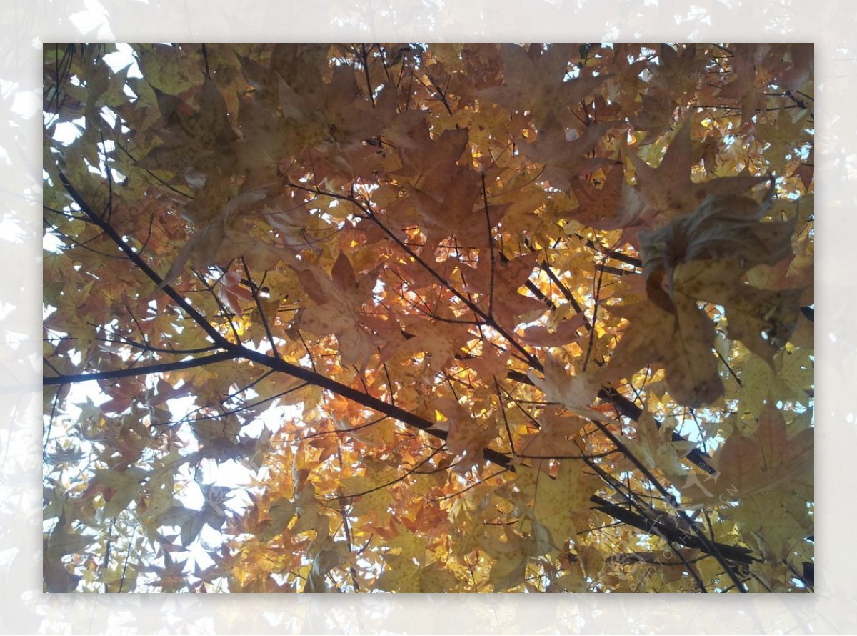 金色枫树图片