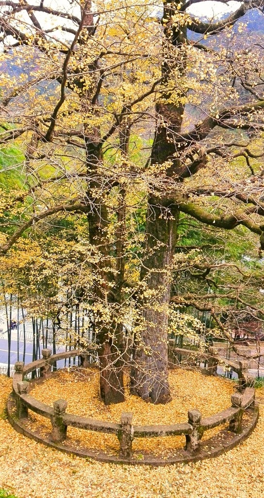 黄山银杏树图片