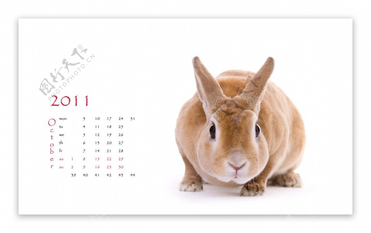 2011兔年挂历图片