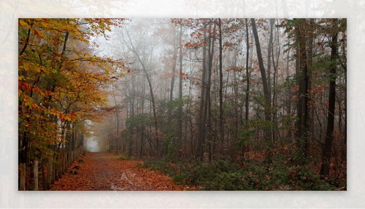 秋天雾中森林图片