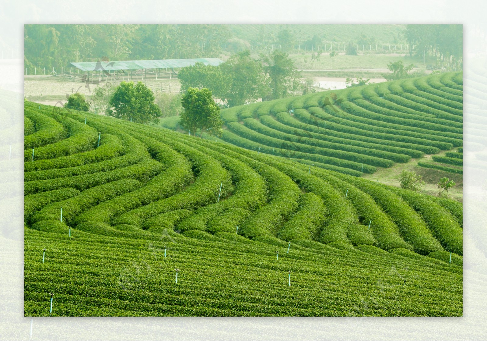 规模种植的茶叶园图片