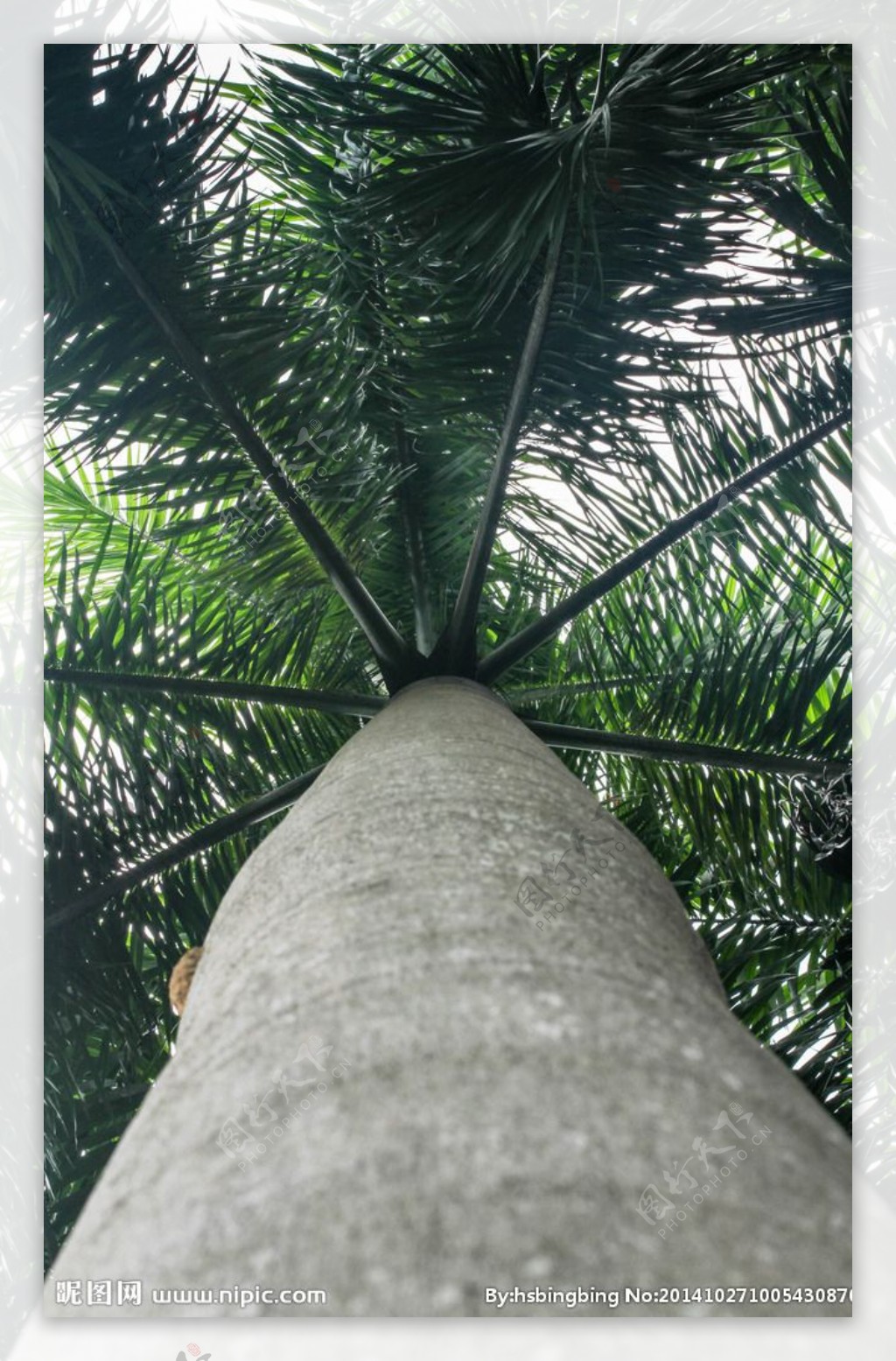 棕树或者是椰子树图片