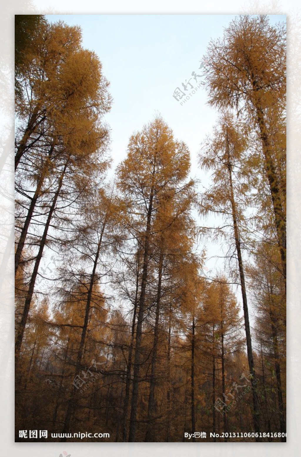 秋天的杉树图片