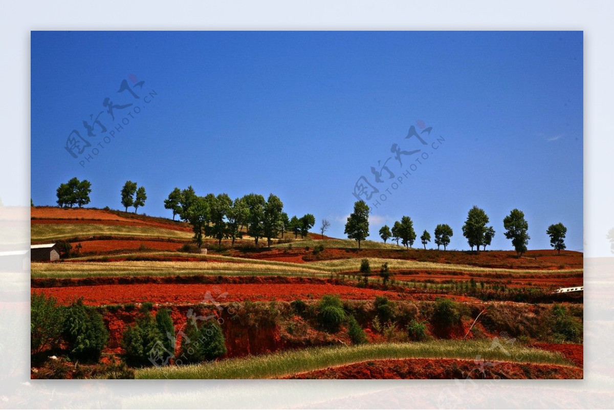 麦地树木与山峰风景图片