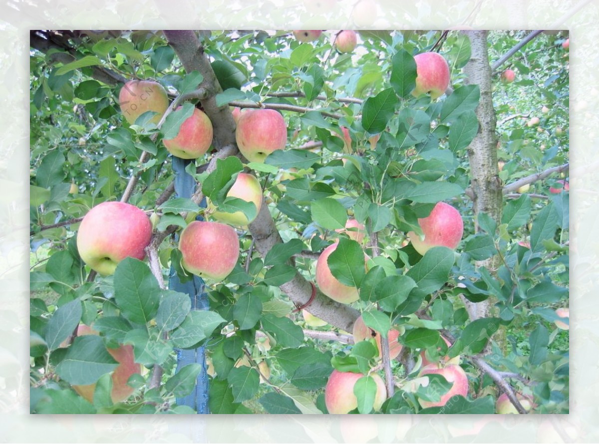 苹果园图片