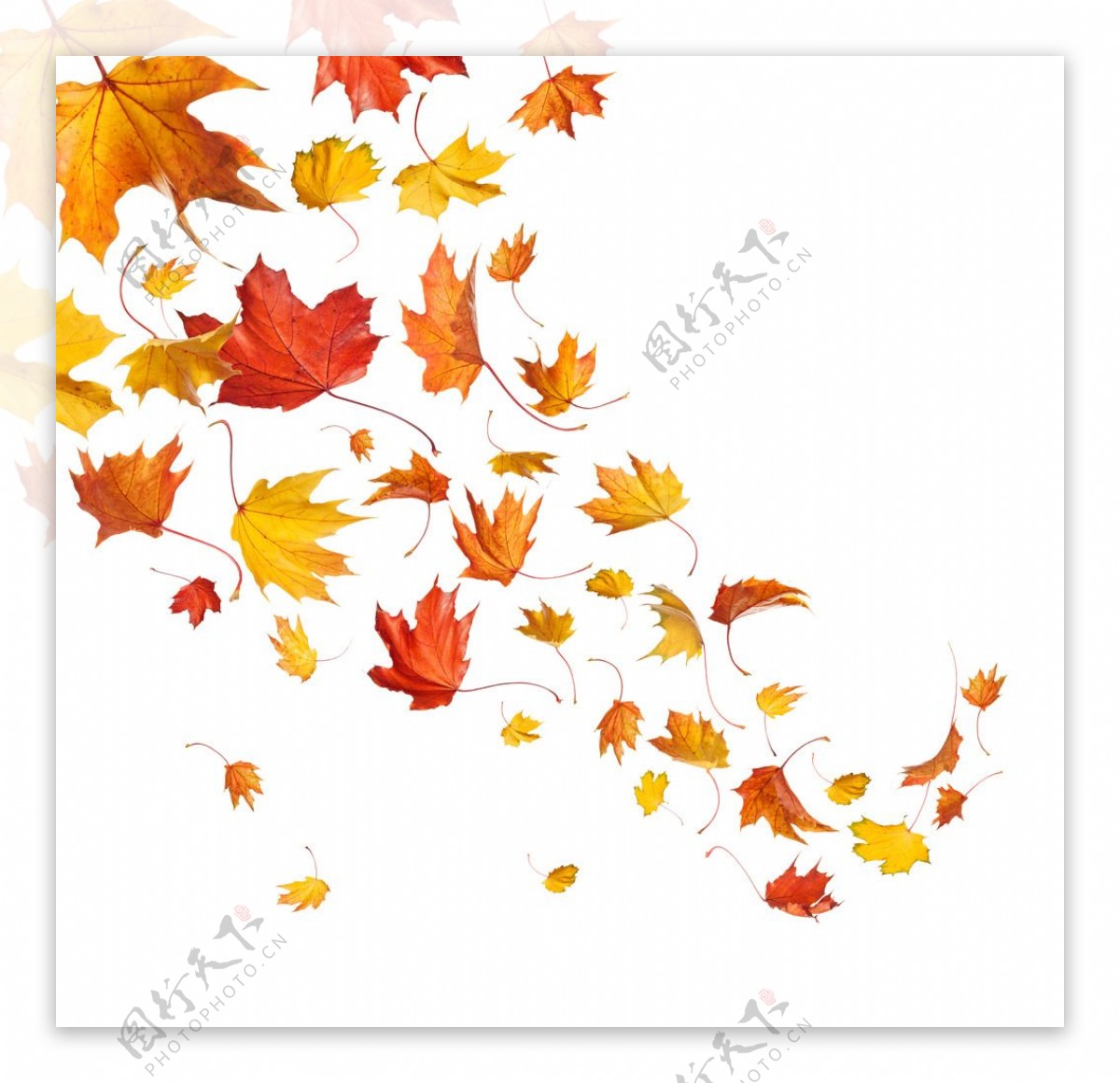 秋天飘落的枫叶图片