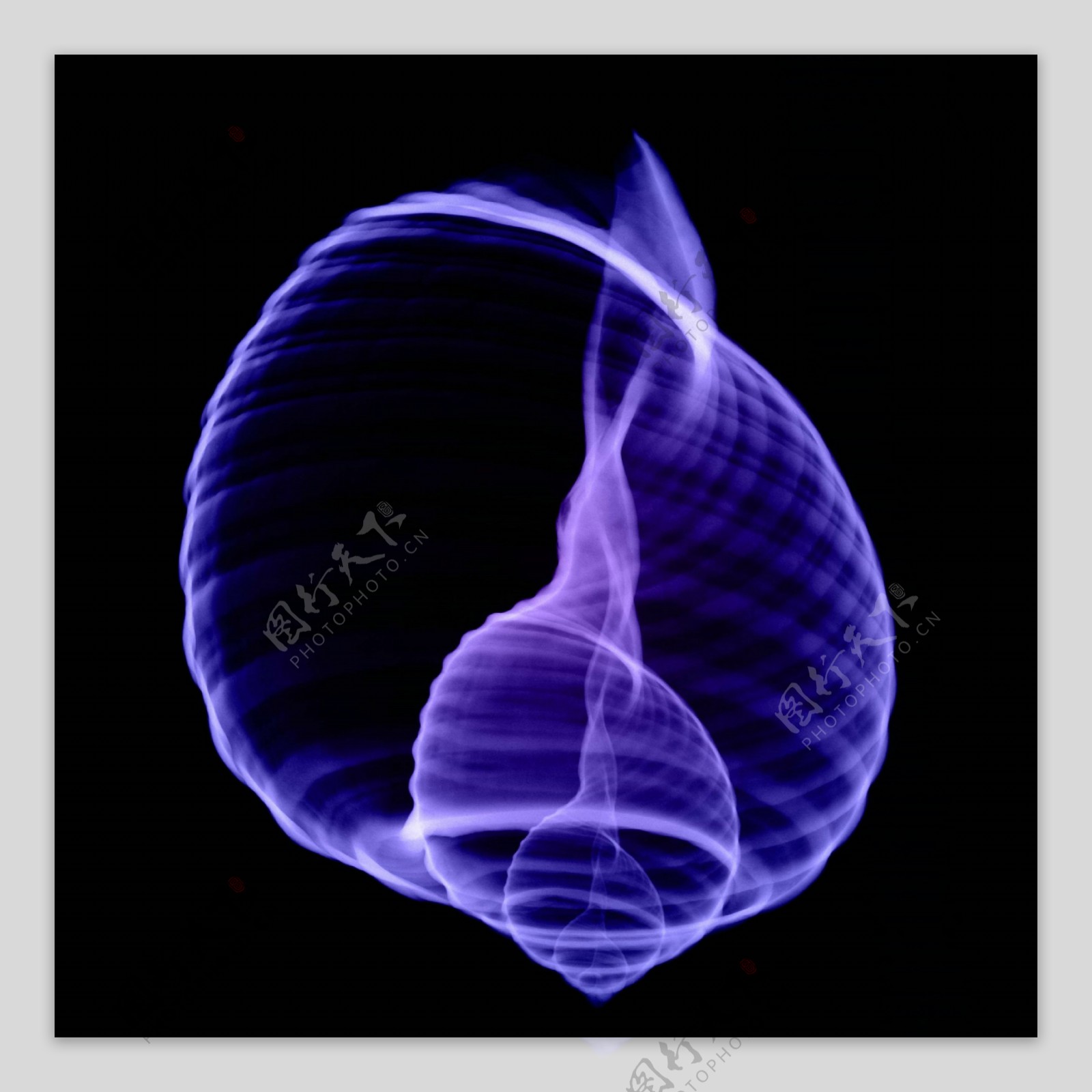 海螺X光照图片