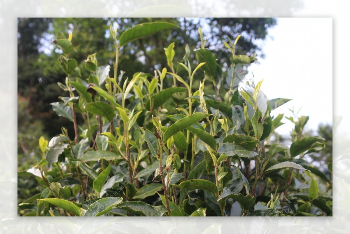 大叶茶叶普洱茶树图片