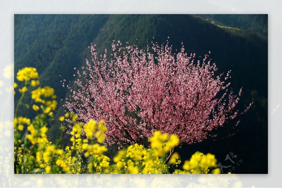 石潭油菜花图片