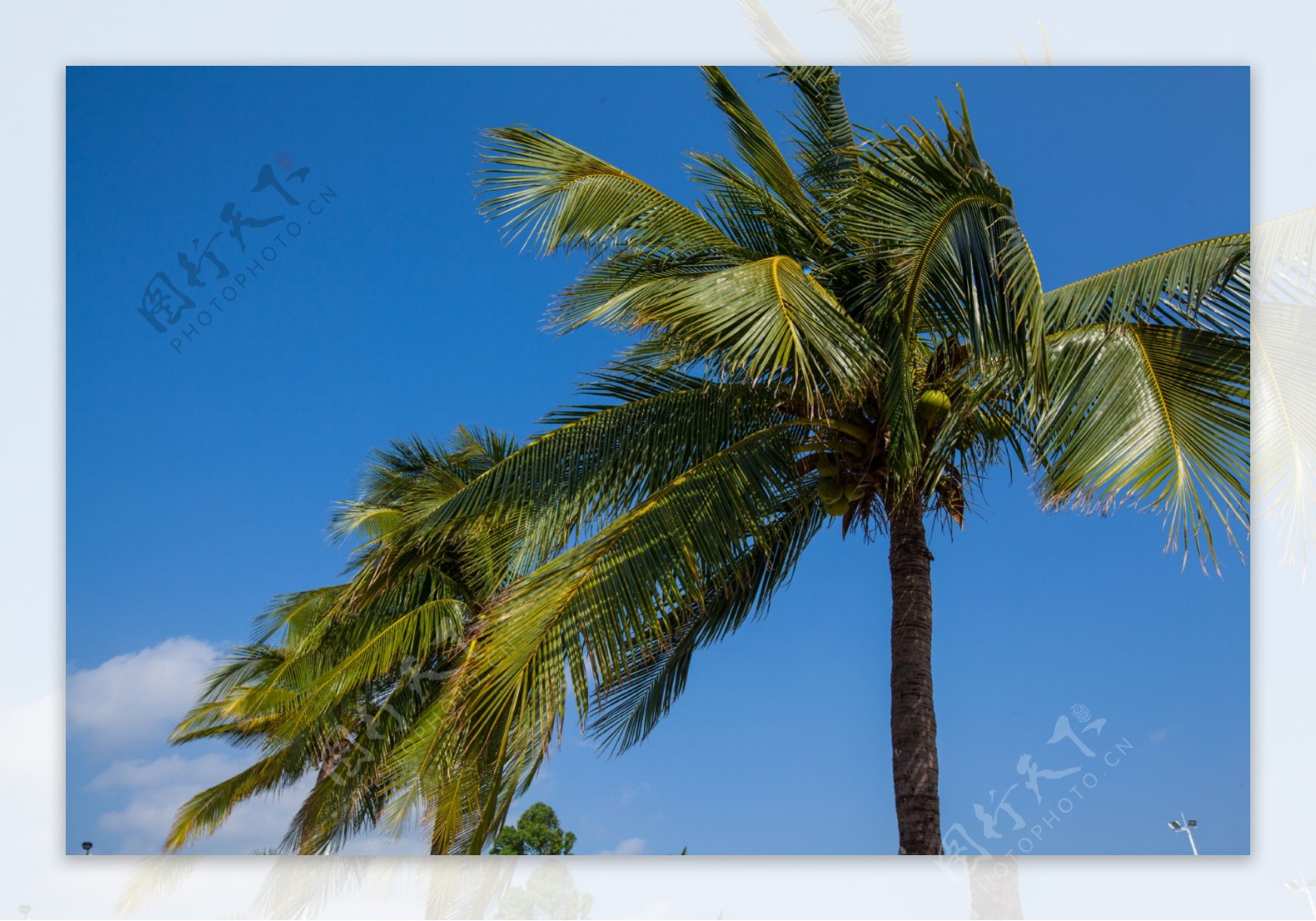 海南椰子树风景图片_自然风光_自然风景-图行天下素材网
