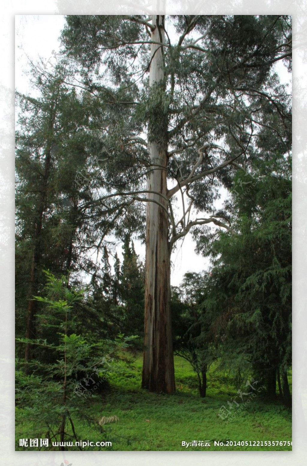 巨树图片