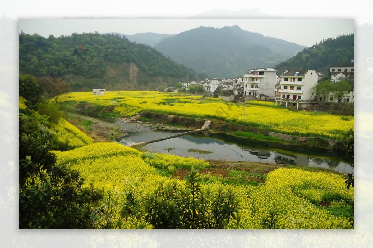 油菜花环绕的乡村图片