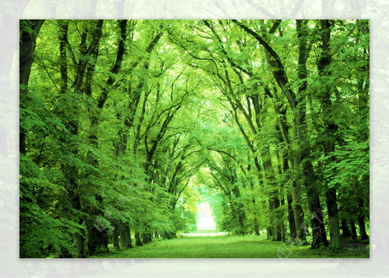 绿树林森林公园图片