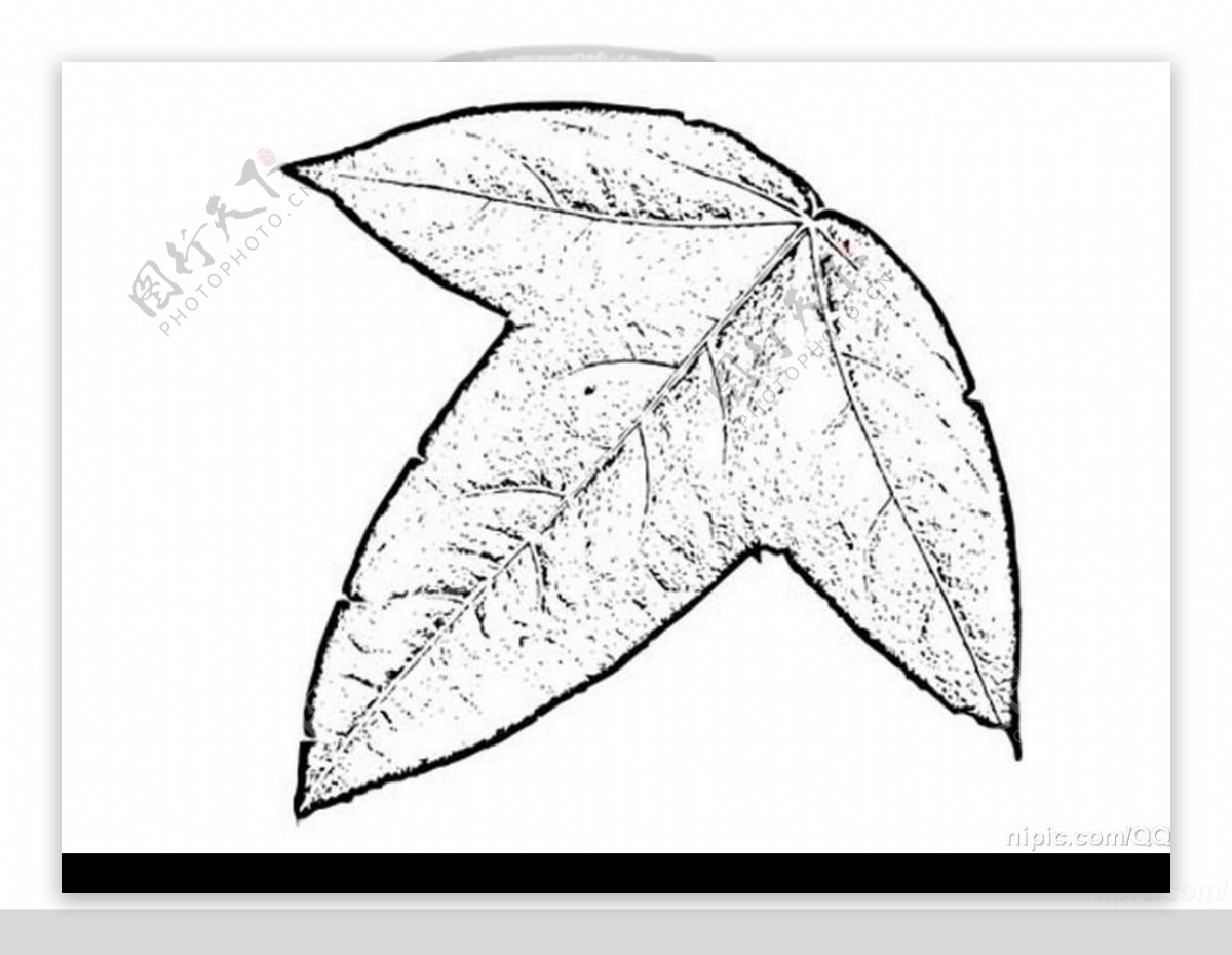 树叶图片素材-编号08635759-图行天下