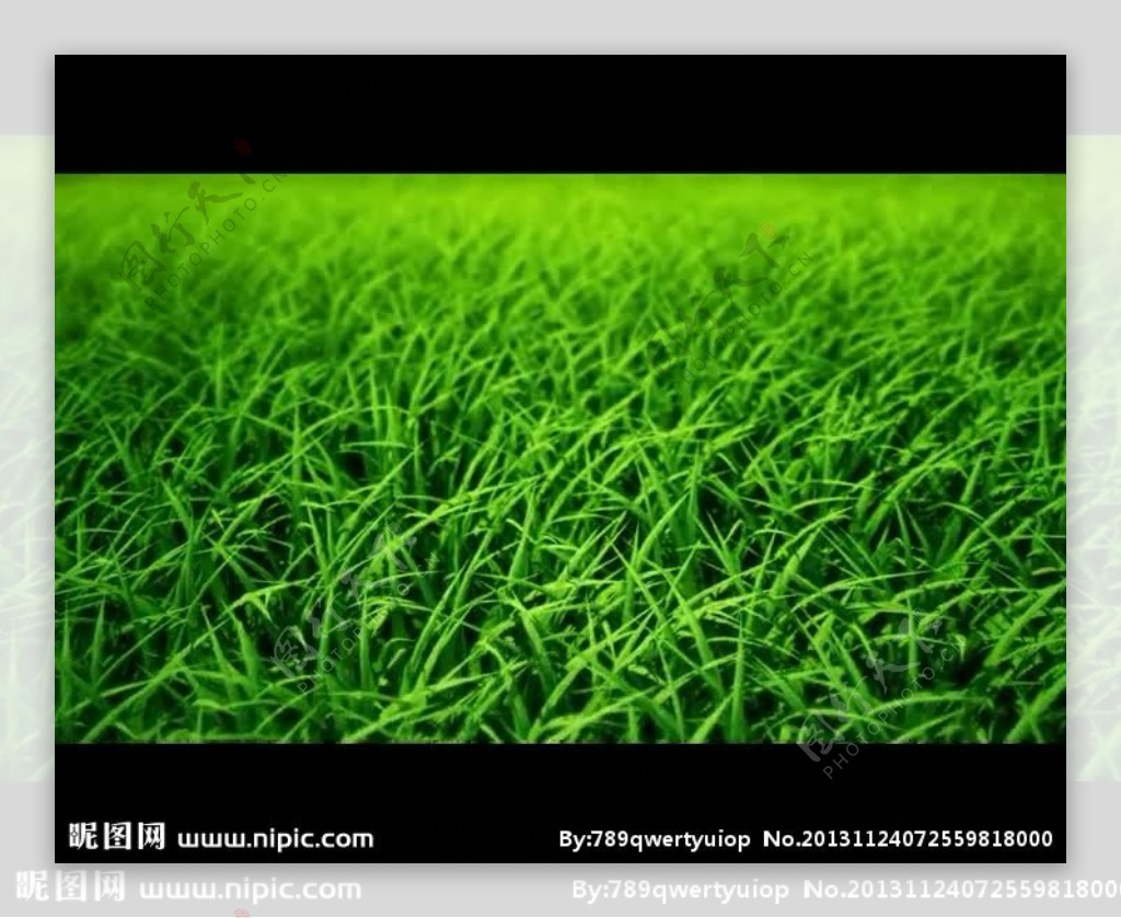 绿草背景视频素材