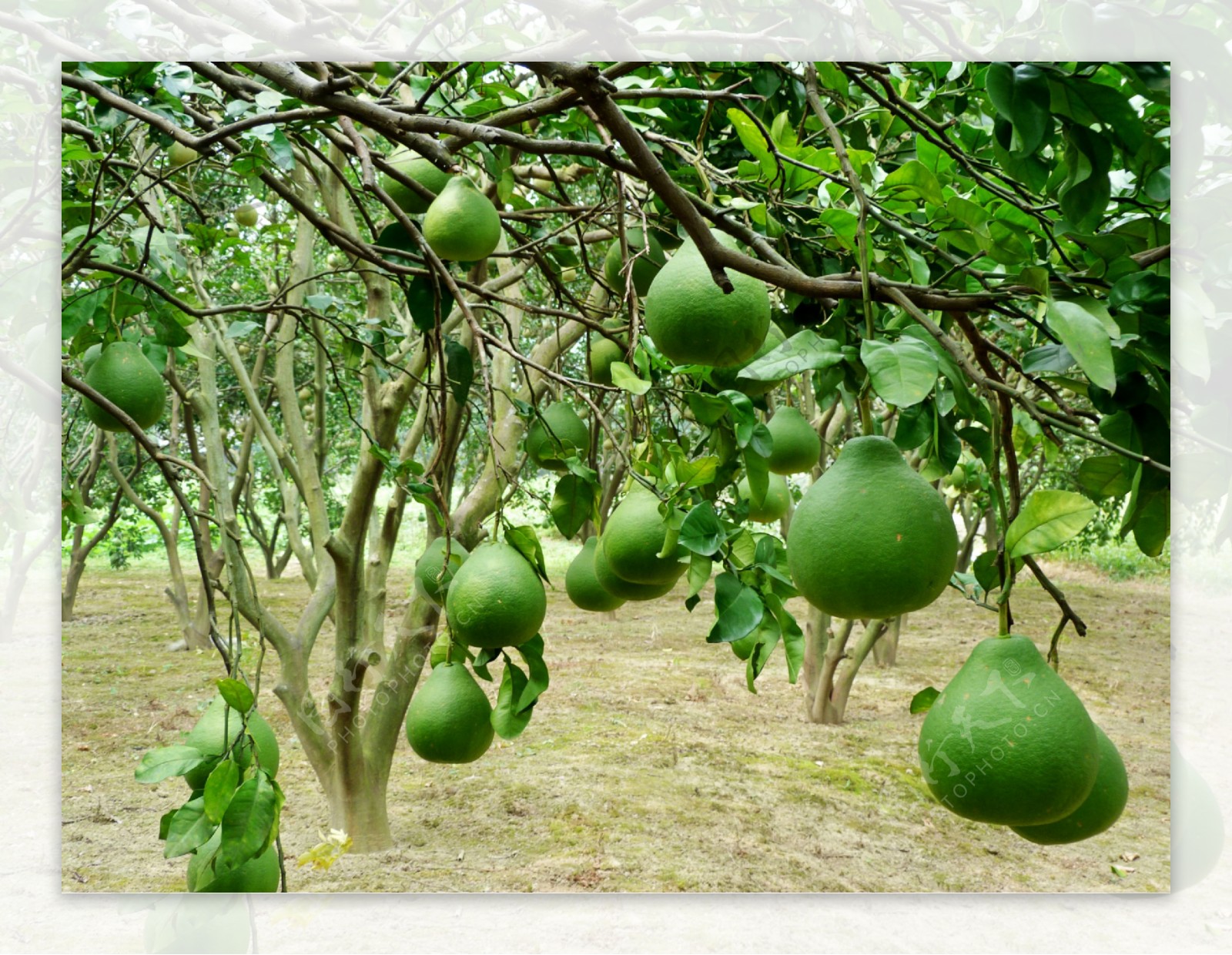 柚子树摄影图__树木树叶_生物世界_摄影图库_昵图网nipic.com