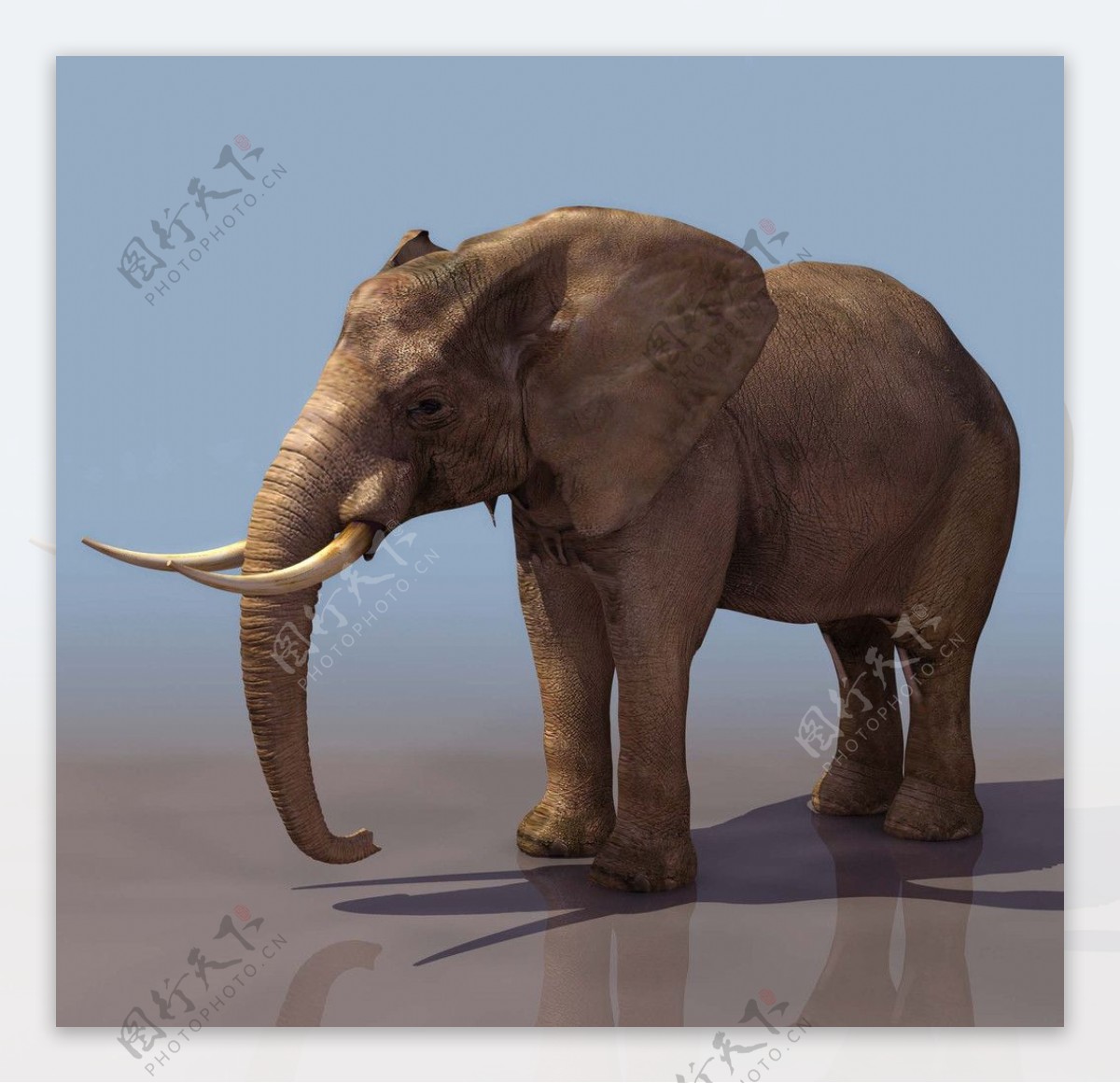 3D模型图库动物类大象图片