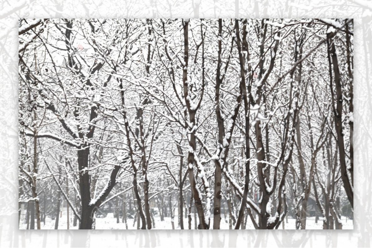 雪景林图片