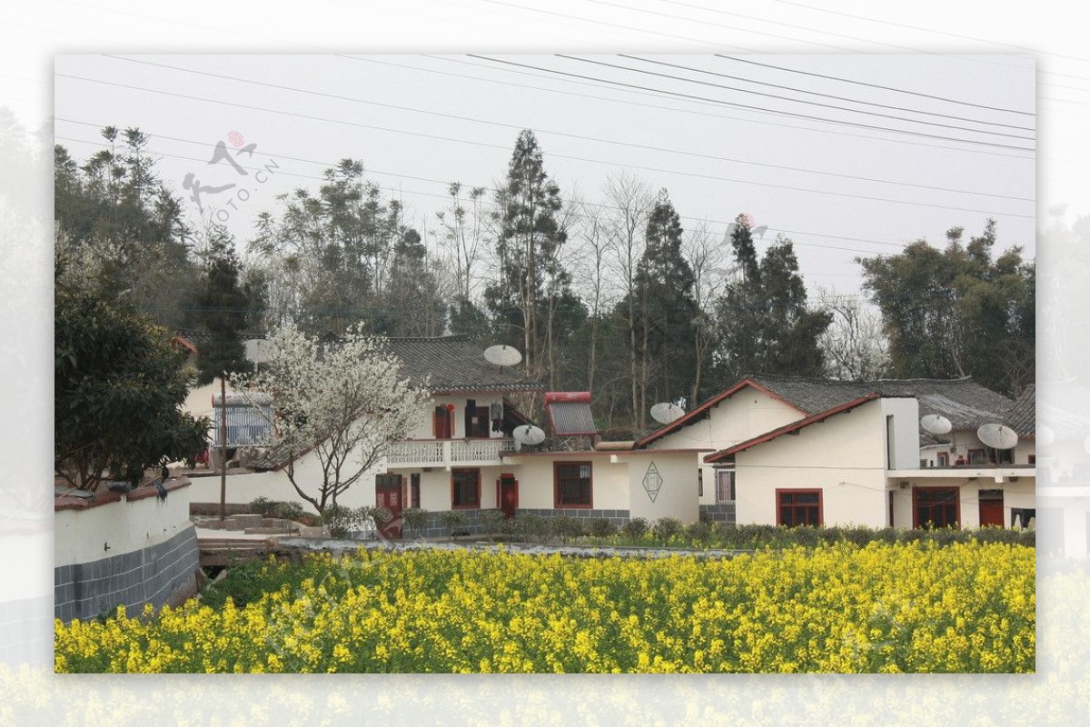 菜花农家荥经兰家山图片