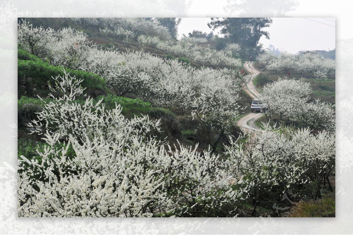 黄瓜山之春图片