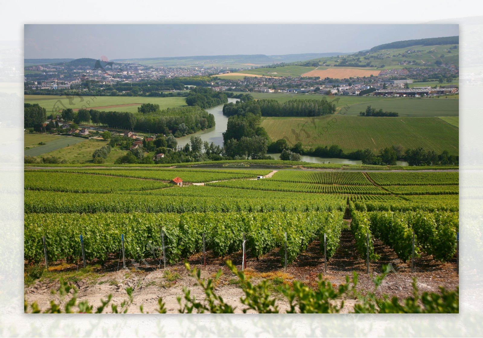 法国葡萄园图片