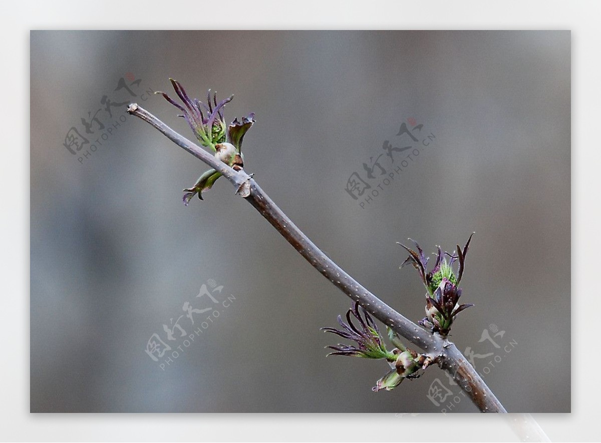 春天的树芽图片