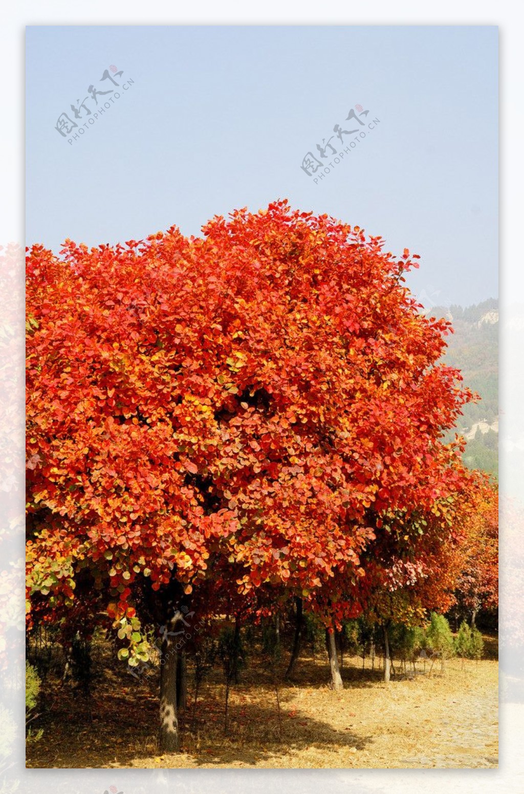 秋天的红树林图片