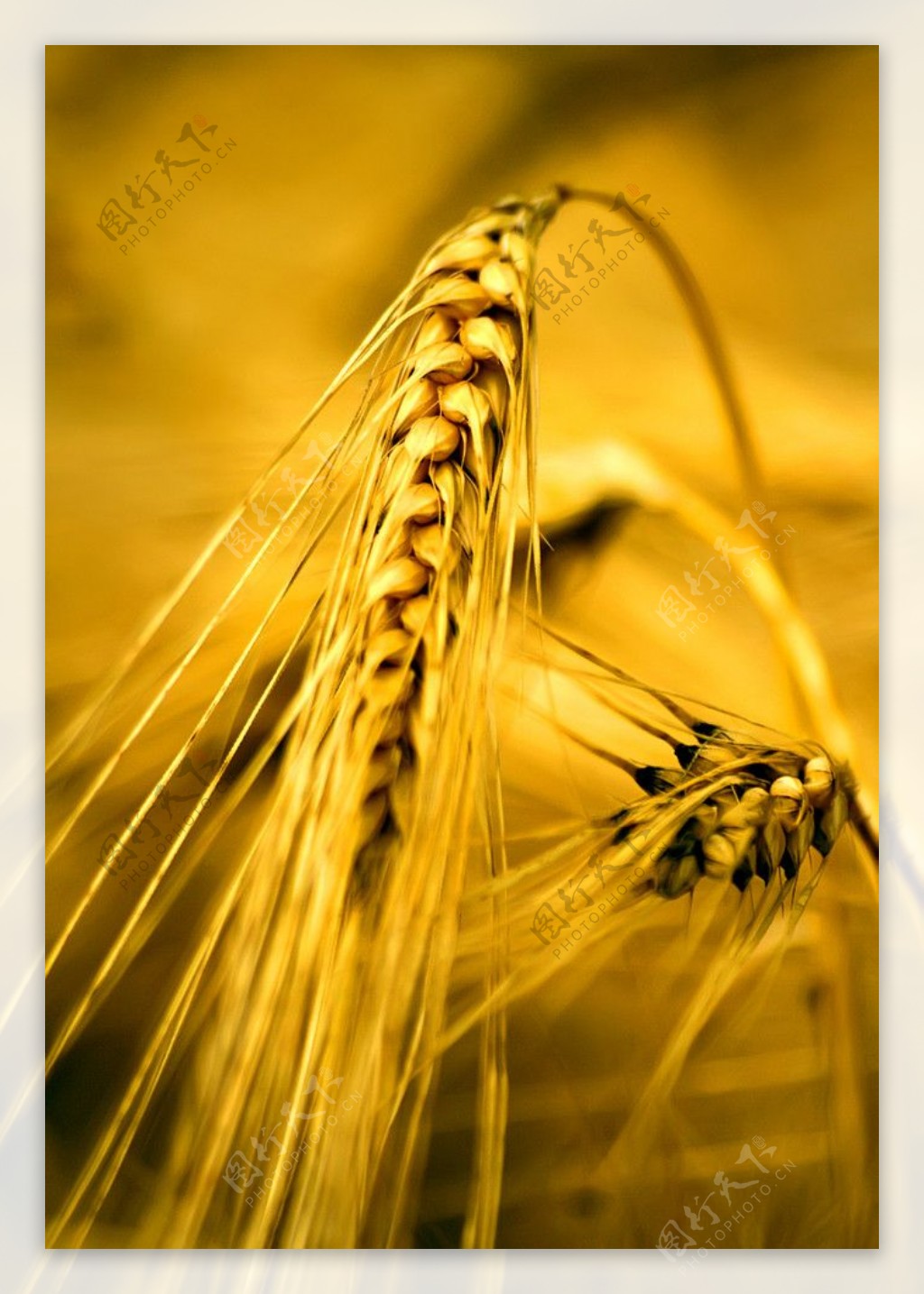 麦穗图片