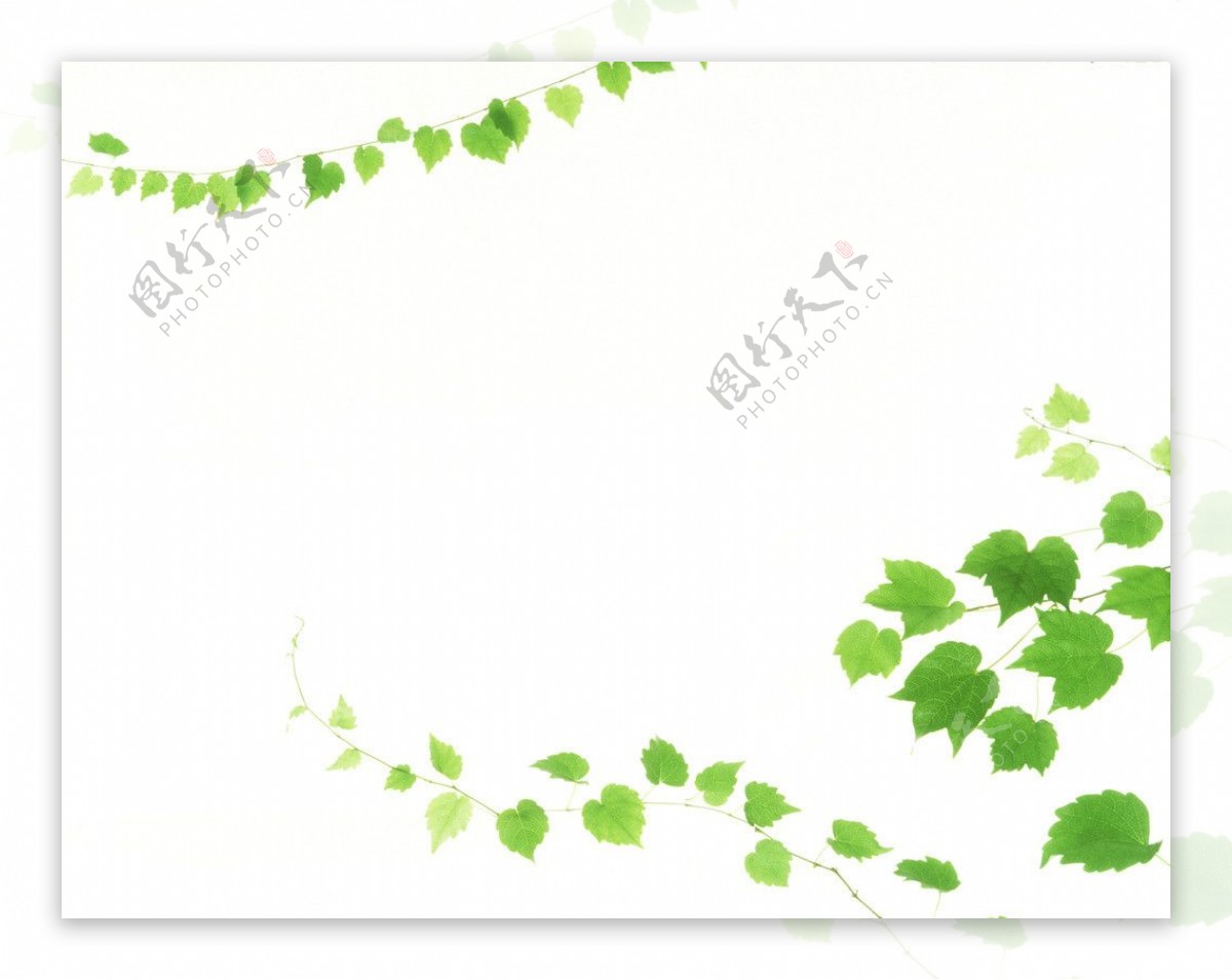 绿叶藤蔓图片
