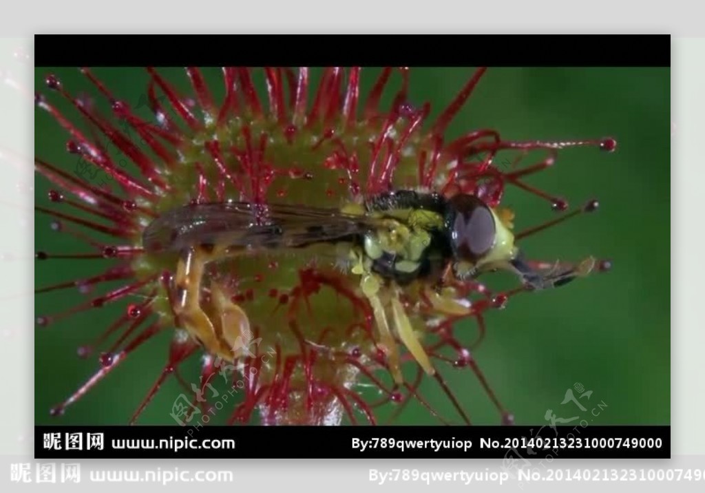 花朵昆虫包容视频素材