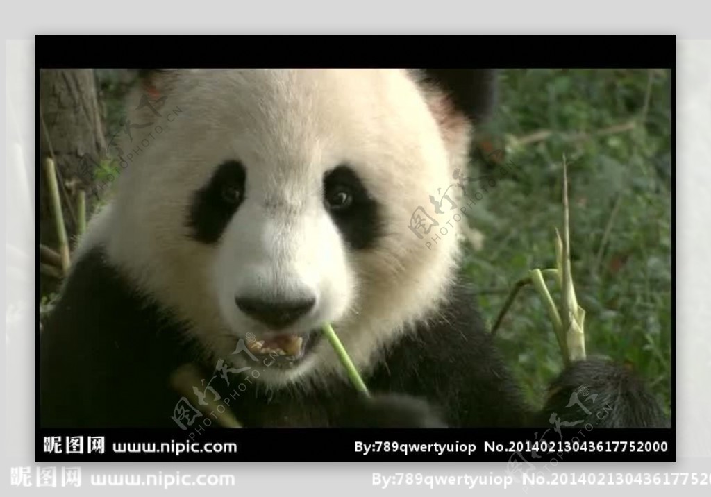 熊猫吃竹子背景视频