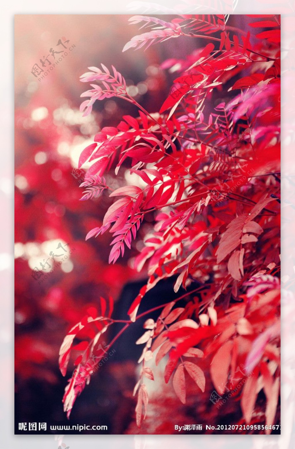 红树叶图片